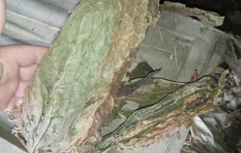 КУПЛЮ табачний - махорочний лист некондиція зеленого кольору