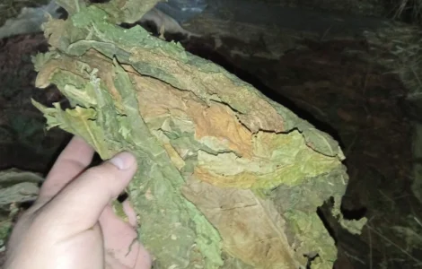 Куплю лист тютюну сухий некондиція зеленкуватого кольору такий як на фото