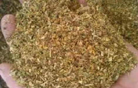 Куплю Махорку зеленую