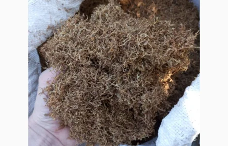 Куплю Табак Махорку