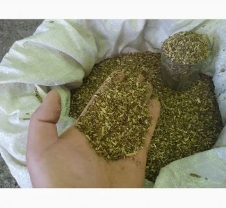 Куплю МАХОРКУ тютюн ЛИСТ з махорки з бадиллям САМОСАД