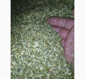 Куплю МАХОРКУ среднюю и крепкую САМОСАД