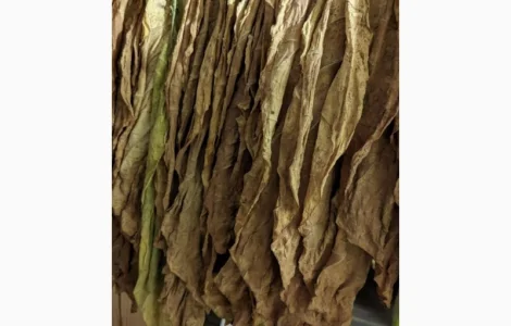 Продам лист табаку для самокруток