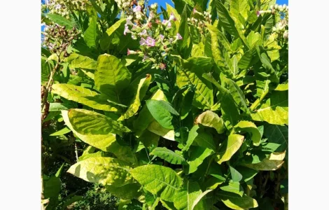 Гарної якості тютюн.Рослина табаку