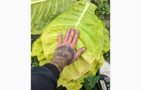 Продам сировину лист тютюну