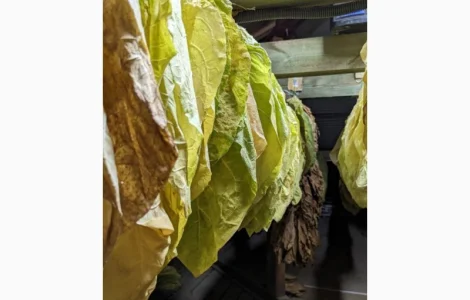 Сортовий тютюновий лист