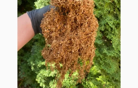 Добрий день!!! Шановні покупці, хочемо запропонувати Вам тільки першосортний тютюн