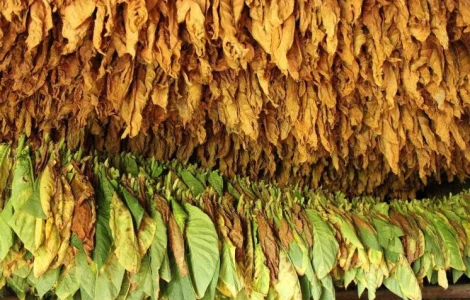 Продам импортный табак Болгария и Турция, лёгкий и средний