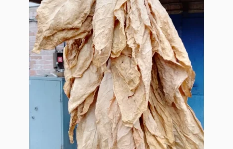 Продам табачний лист сорт Вірджинія, Берли