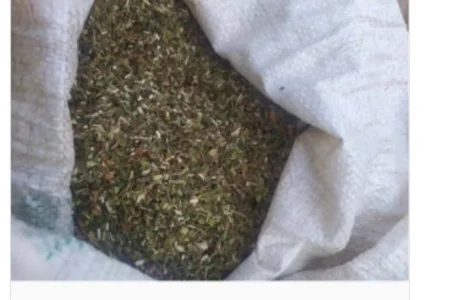 Продам самосад (махорка) для трубки