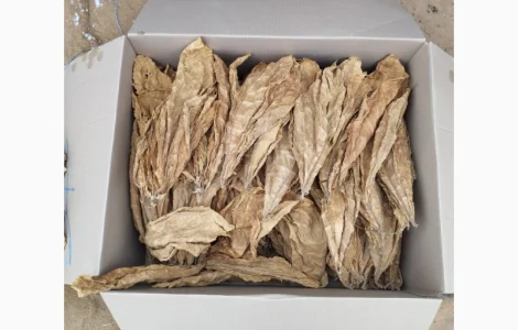 Продам насіння тютюну сорт Берлей46 для трубки