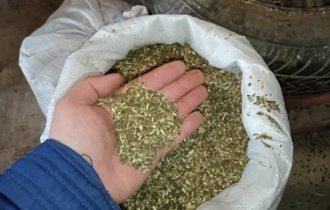 Самосад зелененький не смирдючий и табачки домашні лапшою