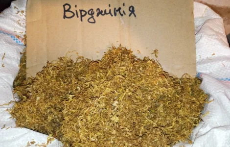 Берлі вірджінія самосад свіженький врожай