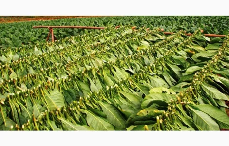 Хороший САМОСАД не прелый для трубки