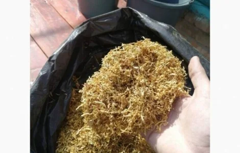 Свежий урожай сухенька и Табачок лапшой порезанный вирджиния берли