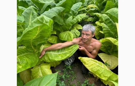 Насіння тютюну для самокруток. Семена табака