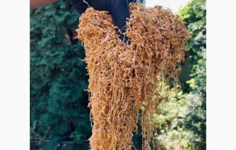 Предлагаем первосортный табак по низкой цене!