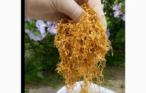 Табак высшего качества! Множество сортов в продаже