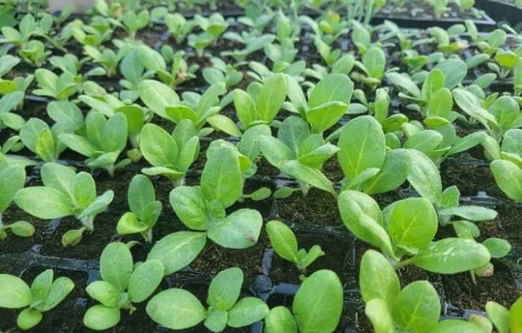 Рассада махорки (зелёная) в кассетах