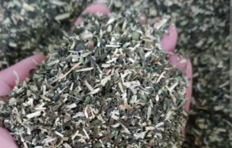 Продам Самосад/ Махорка