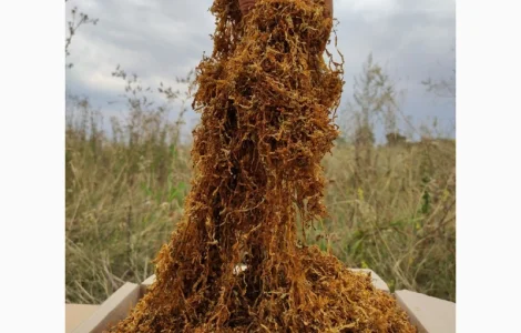 Продам табак для сигарет 1 кг , только оптом 280 грн кг