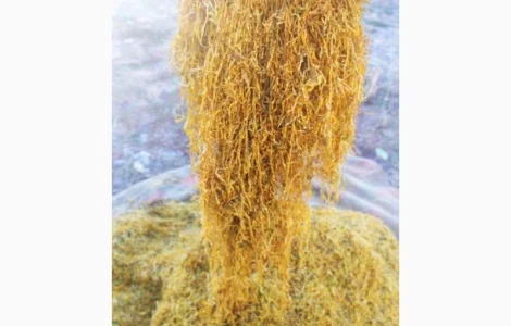 Продам тютюн на вагу – Вірджинія, Берлі, Міленіум, Дюбек, урожай 2023