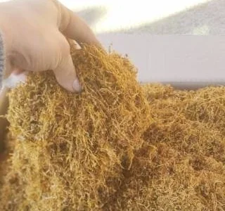 Самосад – тютюн на вагу: Вірджінія, Берлі, Міленіум та Дюбек, врожай 2022