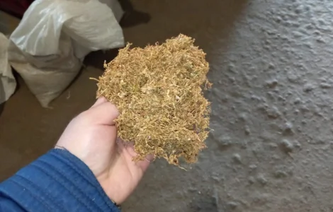 Тютюн   для сигарет 1 кг ,самосад Берлі, Вірджінія. дюбек табак