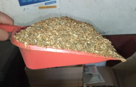 Тютюн домашній МАХОРКА не пріла сухенька  для сигарет 1  кілограм