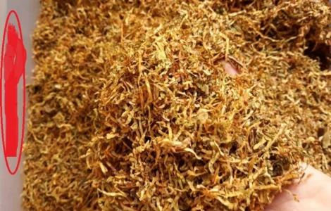 Махорка  для трубки і табаки з власного города Берлі, Дюбек