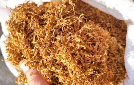 Є хароший домашній тютюнець і махорка отлічна для сигарет 1 кг