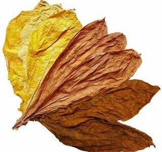 Куплю лист тютюну для самокруток