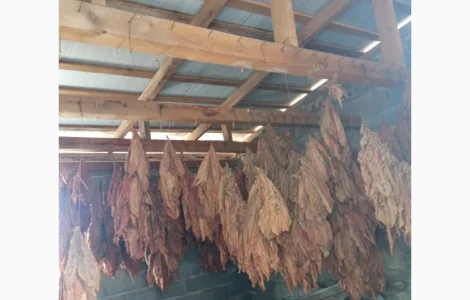 Тютюн листовий