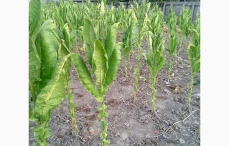 Стволы табака. Сырьё для нарезки