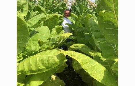 Табак Virginia Gold, легкий–середній, чистий лист