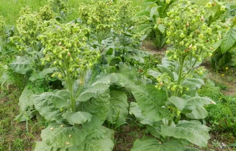 Продам самосад для трубки