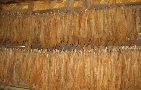 Куплю листок ТЮТЮНУ ОПТОМ! Різних видів і сортів! Вся Україна! Дорого