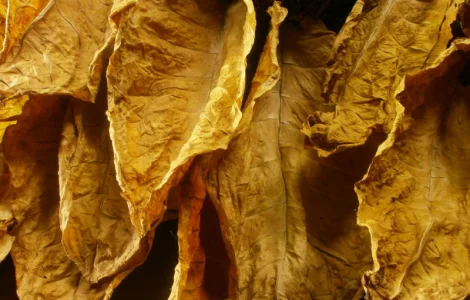 КУПЛЮ СУШЕНИЙ ЛИСТОК ТЮТЮНУ ОПТОМ! По всій Україні! Різної якості та міцності