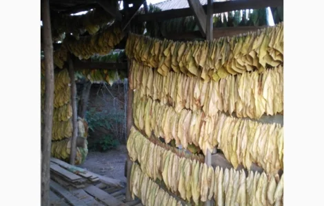 Куплю листок тютюну ОПТОМ і в РОЗДРІБ! Розгляну всі пропозиції! Дорого