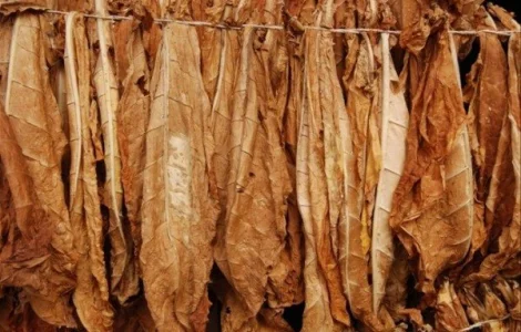 Куплю тютюновий лист ОПТОМ !! Різних Сортів, Міцності