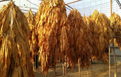 Куплю табачный лист ! ДОРОГО