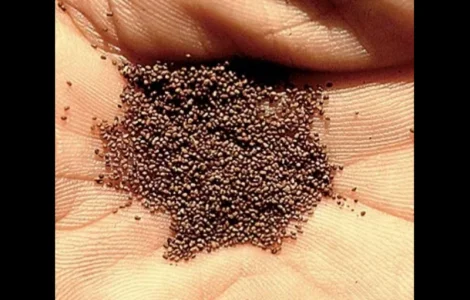 Продаю семена табака Верджиния