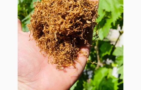 Табак для трубки ! Герцеговина Флор, Парламент, Теннессі, Измир, Дюбек