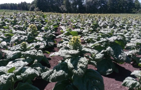 Семена махорки