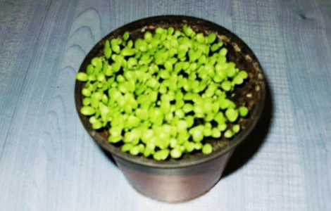 Семена табака Вирджиния Карелия Насіння тютюну Вірджинія Карелія