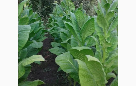 Семена табака Дукат Крымский. Насіння тютюну Дукат Кримський , для самокруток