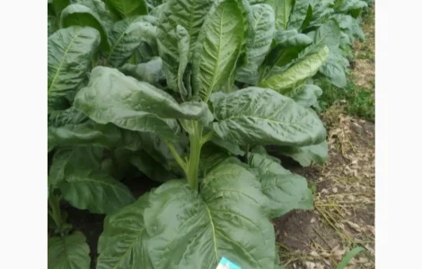 Семена махорки и табака , для самокруток