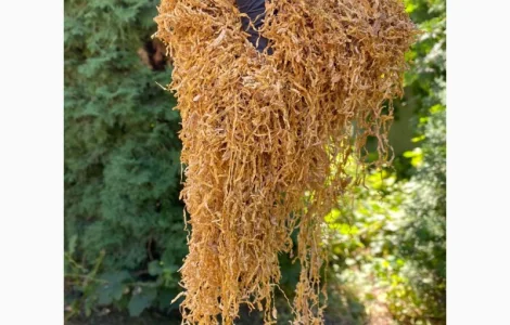 Импортный Табак для сигарет 1 кг! Вирджиния Голд/ Золотое руно/Winston / Kapitan Blek/ Oriental /Marlboro