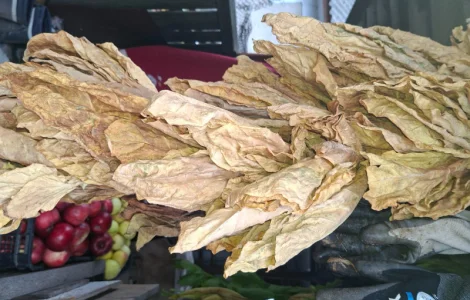 Продам листья табака некондиция. 400грн