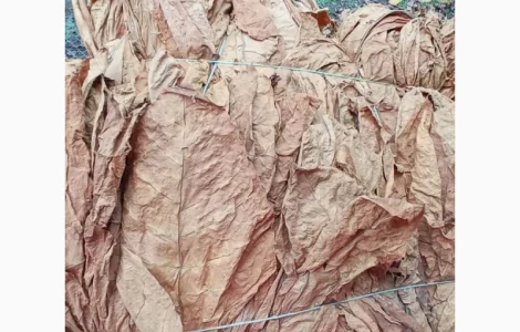 Продам табак сорт вирджиния нарезка лапша 0.8 мм